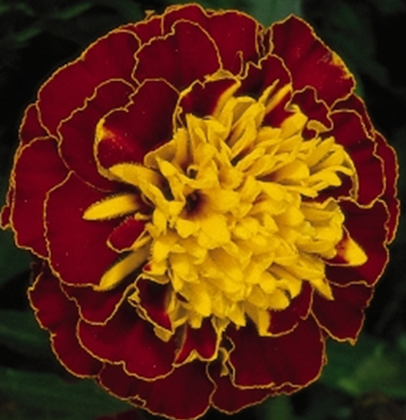 бархатцы  отклоненные Tagetes patula